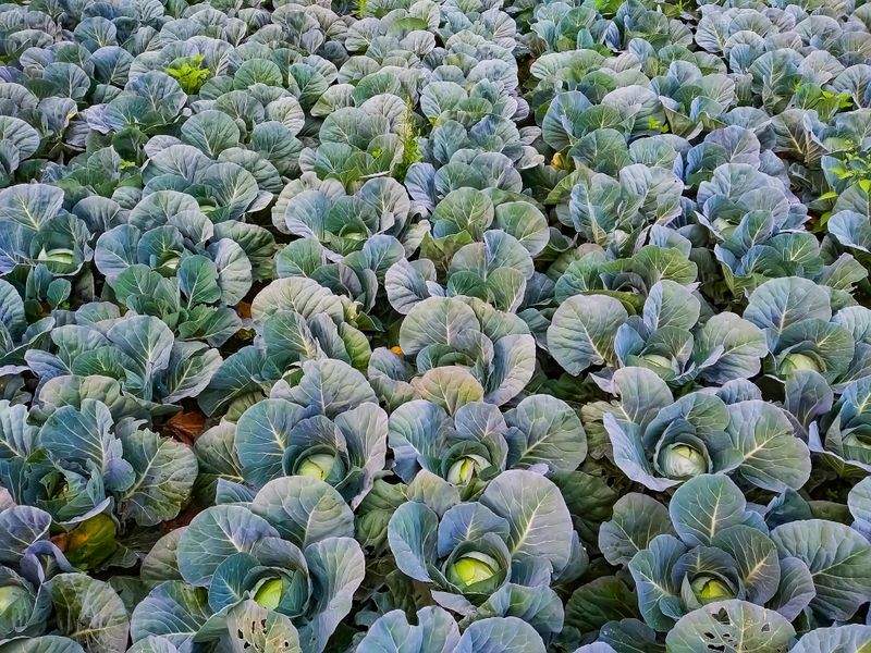 庭園設計・植栽プランニング